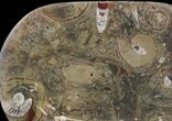 Fossil Orthoceras & Goniatite Plate - Stoneware #51417-1